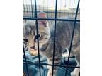 Adopt Amaretto a Gray, Blue or Silver Tabby Domestic Shorthair cat in Surrey