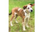 Adopt Kendall a Australian Cattle Dog / Blue Heeler