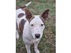 Adopt Angel a American Pit Bull Terrier / Mixed dog in WAYNESVILLE