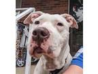 Adopt Mila May a White American Pit Bull Terrier / Mixed dog in Germantown