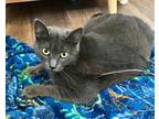 Adopt Zinc a Gray or Blue Domestic Shorthair (short coat) cat in McMinnville