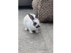 Adopt Clover RABBIT a White Rex / Mixed (short coat) rabbit in Rockaway