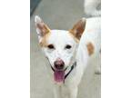 Adopt Cleo a White - with Red, Golden, Orange or Chestnut Basenji / German