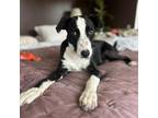 Adopt Silas a Black Mixed Breed (Medium) / Mixed dog in Moab, UT (37978820)