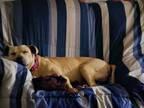 Adopt Mazy a American Staffordshire Terrier