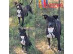 Adopt Blossom a Pit Bull Terrier