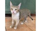 Adopt Uva a Orange or Red Domestic Shorthair / Mixed cat in Vieques