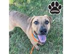 Adopt RUPERT a Tan/Yellow/Fawn American Pit Bull Terrier / Mixed dog in Tangent