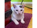Adopt Pink Snoball a White (Mostly) Domestic Shorthair / Mixed cat in Brooklyn