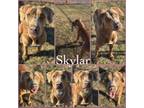 Adopt Skylar CFS# 240000727 a Weimaraner, Labrador Retriever
