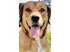 Adopt Noreen a Brown/Chocolate Golden Retriever dog in Cortez, CO (37903886)