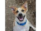 Adopt JUANITA a White - with Tan, Yellow or Fawn Australian Cattle Dog / Mixed