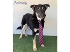 Adopt Anthony a Black - with Tan, Yellow or Fawn German Shepherd Dog / Mixed dog