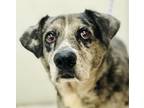 Adopt DQ a Catahoula Leopard Dog / Australian Cattle Dog / Mixed dog in Osage
