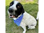 Adopt PANDA (Chief) a Black Great Pyrenees / Mixed dog in St.