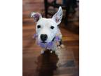 Adopt Pinky a Terrier (Unknown Type, Medium) / Pit Bull Terrier / Mixed dog in