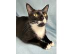 Adopt Rouge a All Black Domestic Shorthair / Domestic Shorthair / Mixed cat in