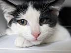 Adopt Orion a Domestic Shorthair / Mixed (short coat) cat in Manhattan Beach