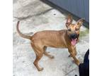 Adopt Lupin a Brown/Chocolate Feist / Mixed Breed (Small) / Mixed dog in
