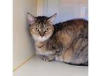 Adopt Allie a Domestic Short Hair