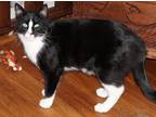 Adopt Arion a Domestic Shorthair / Mixed (short coat) cat in Brigham City -