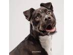 Adopt Ebony a Shepherd, Siberian Husky