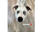 Adopt Nanook a White - with Red, Golden, Orange or Chestnut Cattle Dog / Mixed