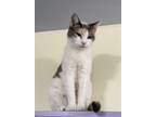 Adopt Worship a Domestic Shorthair / Mixed cat in Colorado Springs