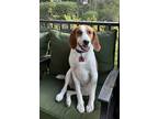 Adopt Oliver a Foxhound / Hound (Unknown Type) dog in Charleston, SC (37857747)