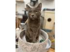 Adopt Everleigh a Gray or Blue Domestic Shorthair / Mixed (short coat) cat in