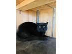 Adopt Jaguar a All Black Bombay (short coat) cat in University Park