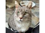 Adopt Mr. Rogers a Gray or Blue Domestic Shorthair / Mixed cat in Cumming