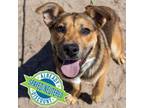 Adopt Murdock a Brown/Chocolate Mixed Breed (Medium) / Mixed dog in Las Cruces