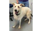 Adopt Ford a German Shepherd Dog / Great Pyrenees / Mixed dog in Brookeville