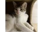 Adopt Simon- Working Cat a Gray or Blue Domestic Shorthair / Mixed cat in