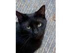 Adopt Sasha a All Black Domestic Shorthair / Mixed (short coat) cat in Drasco