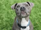 Adopt MELINDA a Gray/Blue/Silver/Salt & Pepper Pit Bull Terrier / Mixed dog in
