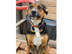 Adopt Cashmere a Rottweiler / German Shepherd Dog dog in Modesto, CA (37946060)