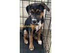 Adopt Cashmere a Rottweiler / German Shepherd Dog dog in Modesto, CA (37946060)