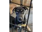 Adopt Claire a Rottweiler / German Shepherd Dog dog in Modesto, CA (37946058)