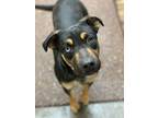 Adopt Did a Pit Bull Terrier / German Shepherd Dog dog in Modesto, CA (37946058)