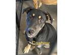 Adopt Cashew a Rottweiler / German Shepherd Dog dog in Modesto, CA (37946059)