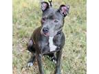 Adopt Lola Rose SP a Gray/Silver/Salt & Pepper - with Black American Pit Bull