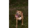 Adopt Ricky a American Pit Bull Terrier / Mixed dog in St.