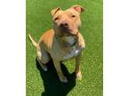 Adopt April a Pit Bull Terrier / Mixed dog in Novato, CA (38017390)