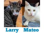 Adopt Larry a Gray or Blue Domestic Shorthair / Domestic Shorthair / Mixed cat