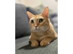 Adopt StrawBerry ShortCake a Orange or Red Domestic Shorthair / Mixed (short