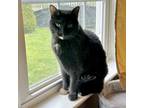 Adopt Georgie a Domestic Short Hair