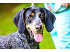 Adopt Waterlily a Gray/Silver/Salt & Pepper - with Black Bluetick Coonhound /