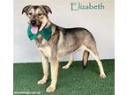 Adopt Elizabeth a Black - with Tan, Yellow or Fawn German Shepherd Dog / Mixed